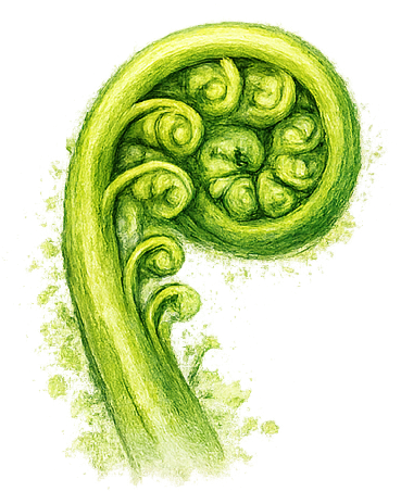 Hand-drawn illustration of organic growth